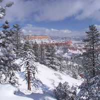 Fir Forests landscape in Bryce Canyon National Park, Utah