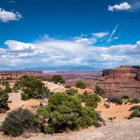 Small Trees and vast Canyon landscape