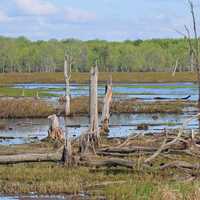 Cranberry Pond landscape with swamp