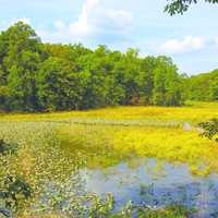 Marsh Landscape with yellow pond flowers