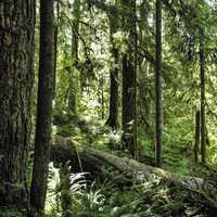 Forest at Olympic National Park, Washington