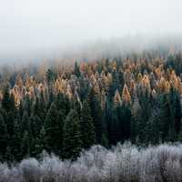Foggy Morning in the Pine Forest