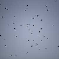 Flock of red-wing blackbirds