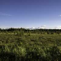 Landscape of trees and grasses in Chequamegon National Forest, Wisconsin