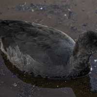 American Coot with fish in mouth at Crex Meadows