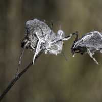 Bursted Seed Pods