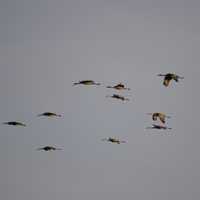 Cranes flying across the evening sky at Crex Meadows
