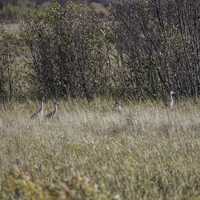 Cranes in the tall grass at Crex Meadows