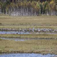 Flock of Cranes standing in the Marsh at Crex Meadows
