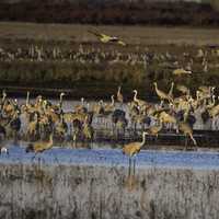 Flocks of Cranes settling down for the day at Crex Meadows
