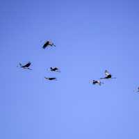 Group of Cranes flying in formation at Crex meadows