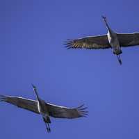 Two majestic cranes flying overhead