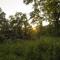 Sunset over the Fallen Trees at Cross Plains State Park