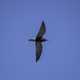 Black Tern hovering in the air