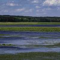 Lake, Swamp, and Wetlands landscape