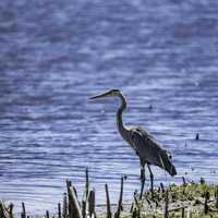 Blue Heron standing fishing on the shore