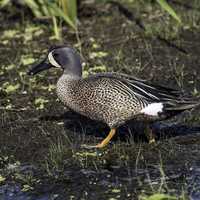 Blue-winged Teal standing in the marsh