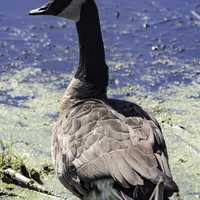 Close-up of a Canadian Goose near the pond