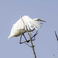 Egret Standing on a branch in Horicon Marsh