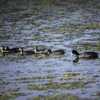 Family of Loons swimming in the Swamp
