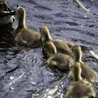 Goslings following in the straight line