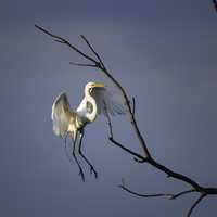 Great Egret landing on a branch