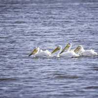 Group of Pelicans swimming in the water