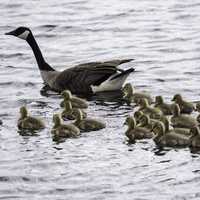 Groups of Goslings swimming with mother goose