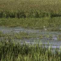 Heron standing in the Marsh