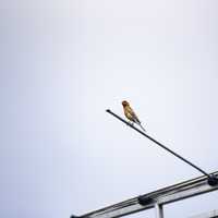 House finch sitting on weather vane
