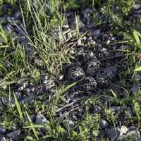 Killdeer nest with eggs on the ground