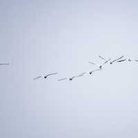 Line of flying pelicans