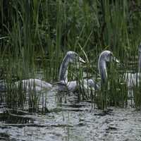 Little Cygnets swimming in the marsh