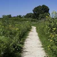 Path trail into the marsh