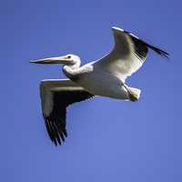 Pelican soaring high above the Marsh