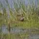 Pied Billed Grebe in the tall grass