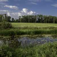 Pond landscape with grass and trees at Horicon Marsh