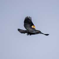Red Winged Blackbird flying away