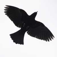 Red Winged Blackbird hovering overhead