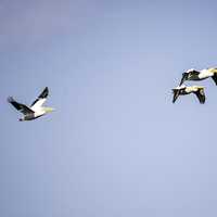 Three Pelicans flying in the air