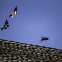 Three Swallow on the roof