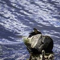 Turtle sunbathing on rock