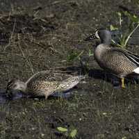 Two Blue-winged Teals foraging on the ground