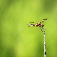 Dragonfly at Horicon National Wildlife Refuge