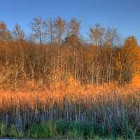 Trees and marsh grasses at Kettle Moraine North, Wisconsin