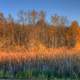 Trees and marsh grasses at Kettle Moraine North, Wisconsin