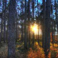 Sun setting through trees at Kettle Moraine North, Wisconsin