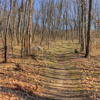 Path through the forest at Kettle Moraine South, Wisconsin