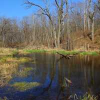 The Swamp at Kettle Moraine South, Wisconsin