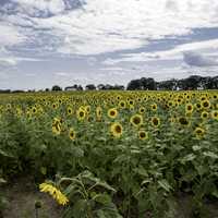 Blossoming sunflowers in the farm under the clouds
